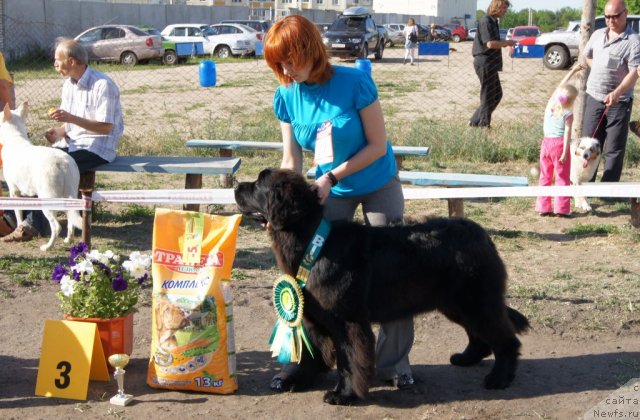 Фото: ньюфаундленд Aquatoriya Kelvin Out of The Blue (Акватория Келвин Оут оф зе Блю)