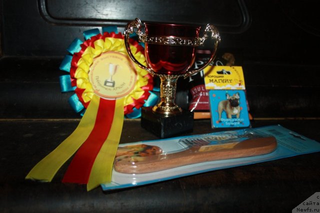 Фото: ньюфаундленд Pchiolkin Dom Vostorg Dushi (Пчёлкин Дом Восторг Души)