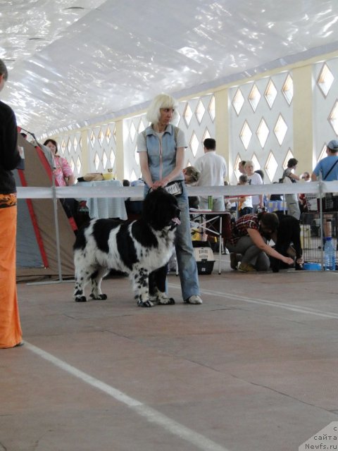 Фото: ньюфаундленд Armani Van Zebr Super Mishka, YUliya Tokarchuk (Юлия Токарчук)