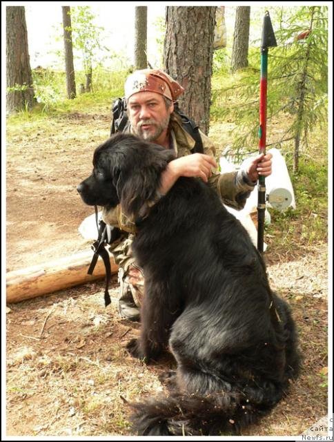 Фото: ньюфаундленд Severtan Rotmistr (Севертан Ротмистр)