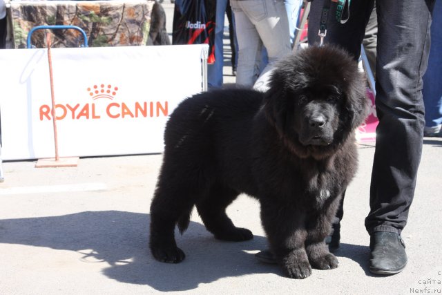 Фото: ньюфаундленд New Beothuks Gold for Smigar