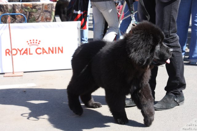 Фото: ньюфаундленд New Beothuks Gold for Smigar