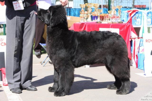 Фото: ньюфаундленд Smigar Galaxsy Shall Win (Смигар Галакси Шелл Вин)