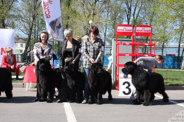 Фото: Питомник БЕГУЩАЯ ПО ВОЛНАМ