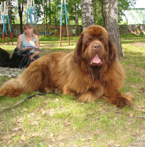 Фото: ньюфаундленд Zefir v SHokolade iz Carstva Medvedey (Зефир в Шоколаде из Царства Медведей)