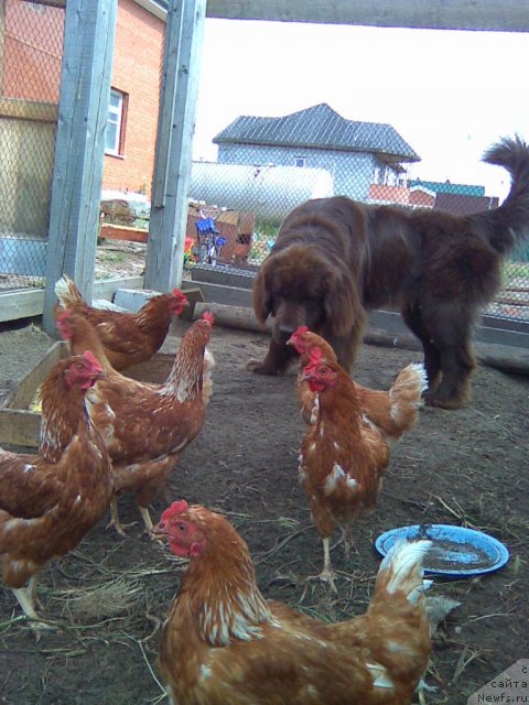 Фото: ньюфаундленд YAntarnaya YAshma Denvera (Янтарная Яшма Денвера)