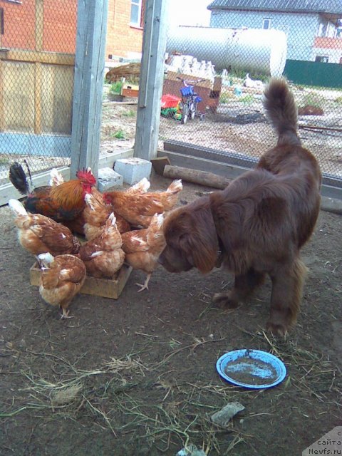 Фото: ньюфаундленд YAntarnaya YAshma Denvera (Янтарная Яшма Денвера)