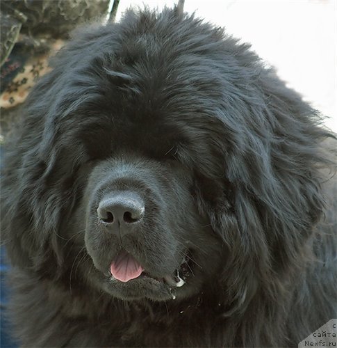 Фото: ньюфаундленд Super Premium Ellou Sabmarin (Супер Премиум Еллоу Сабмарин)