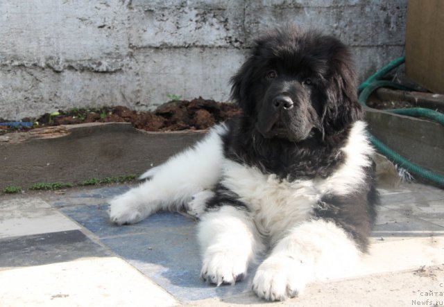 Фото: ньюфаундленд Super Premium Zippi Senseyshen (Супер Премиум Зиппи Сенсейшен)