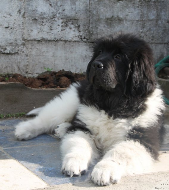 Фото: ньюфаундленд Super Premium Zippi Senseyshen (Супер Премиум Зиппи Сенсейшен)