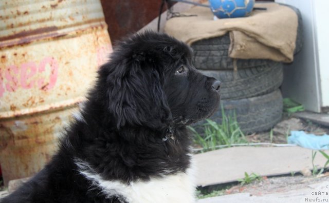 Фото: ньюфаундленд Super Premium Zippi Senseyshen (Супер Премиум Зиппи Сенсейшен)