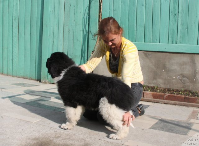 Фото: ньюфаундленд Super Premium Zippi Senseyshen (Супер Премиум Зиппи Сенсейшен)