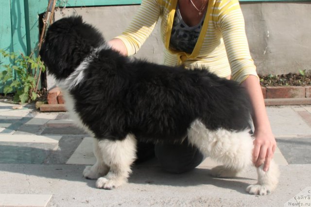 Фото: ньюфаундленд Super Premium Zippi Senseyshen (Супер Премиум Зиппи Сенсейшен)