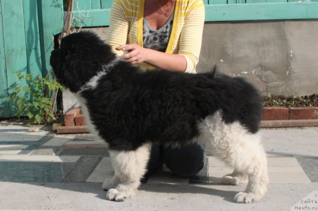 Фото: ньюфаундленд Super Premium Zippi Senseyshen (Супер Премиум Зиппи Сенсейшен)