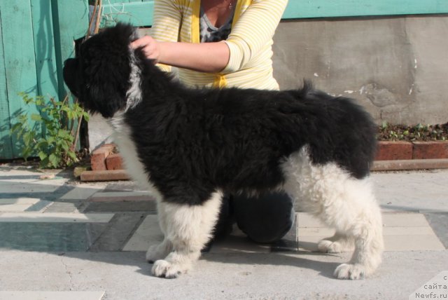 Фото: ньюфаундленд Super Premium Zippi Senseyshen (Супер Премиум Зиппи Сенсейшен)