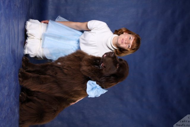 Фото: Marina Novoselova (Марина Новоселова), ньюфаундленд Fann'yuf Gloriya Dey (Фанньюф Глория Дей)