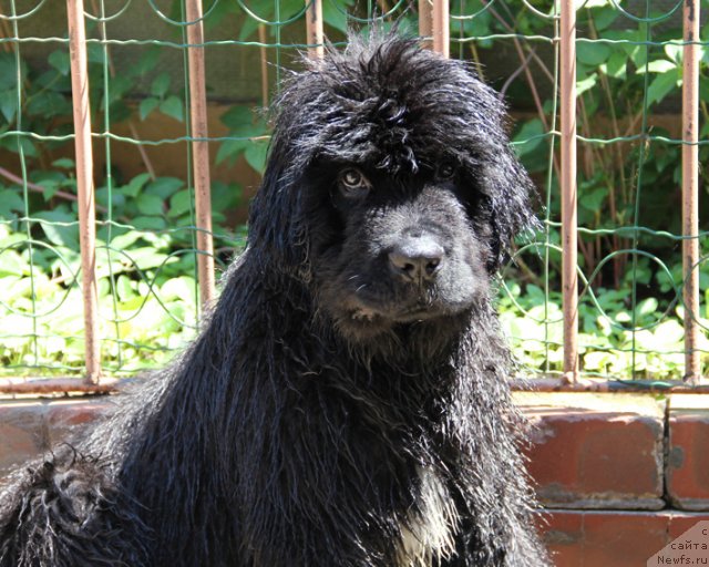 Фото: ньюфаундленд Uspeh s Berega Dona (Успех с Берега Дона)