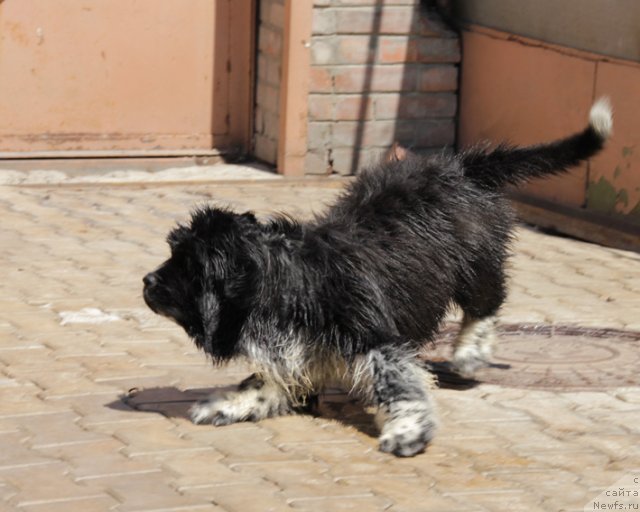 Фото: ньюфаундленд Ulybka s Berega Dona (Улыбка с Берега Дона)