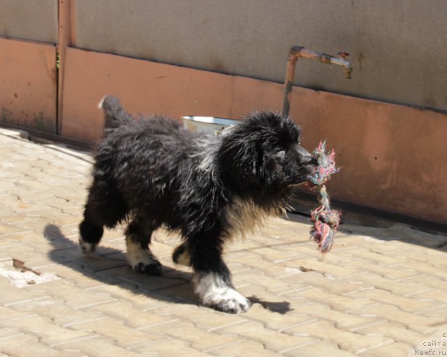 Фото: ньюфаундленд Ulybka s Berega Dona (Улыбка с Берега Дона)