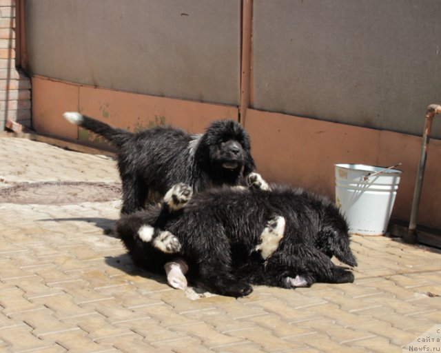 Фото: ньюфаундленд Ulybka s Berega Dona (Улыбка с Берега Дона), ньюфаундленд Uzor s Berega Dona (Узор с Берега Дона), ньюфаундленд Urgant s Berega Dona (Ургант с Берега Дона)