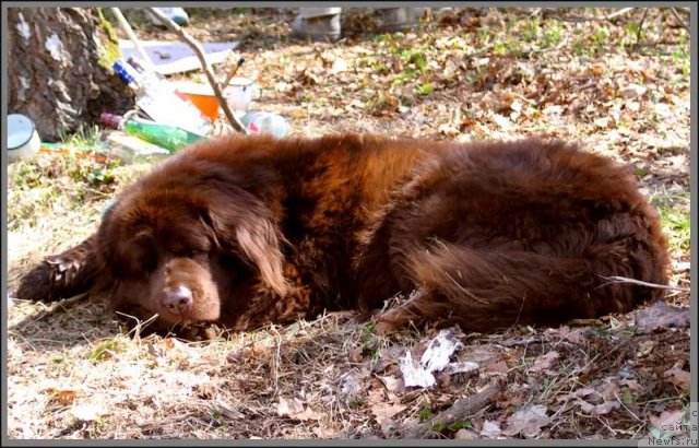Фото: ньюфаундленд Artur (Артур)