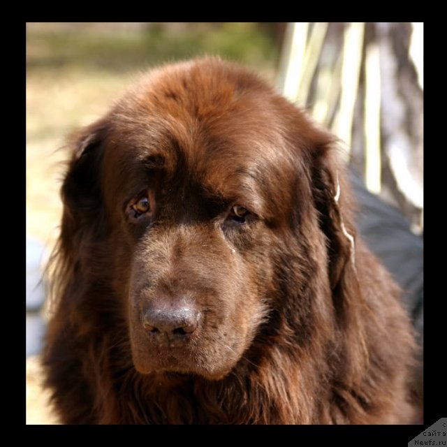 Фото: ньюфаундленд Artur (Артур)