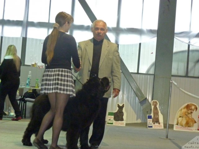 Фото: ньюфаундленд Pchiolkin Dom Avrora (Пчёлкин Дом Аврора)