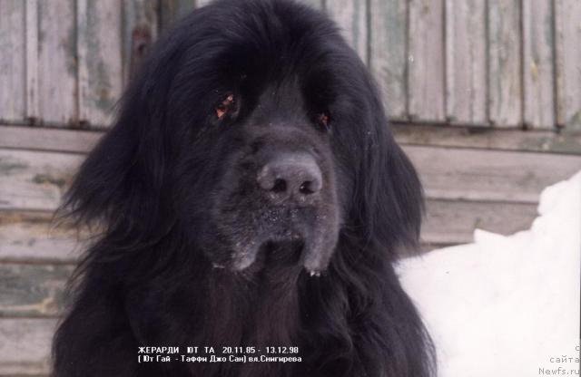 Фото: ньюфаундленд Jerardi YUt Ta (Жерарди Ют Та)