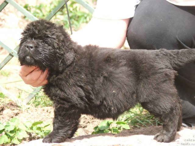 Фото: ньюфаундленд Plushevaya Panda Uool Odri Art-2 (Плюшевая Панда Уоол Одри Арт - 2)