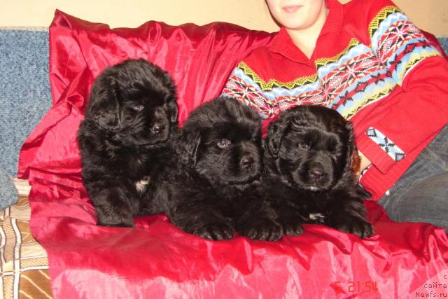 Фото: ньюфаундленд Van Len Taym Vensan Velikolepnyiy (Ван Лен Тайм Венсан Великолепный)