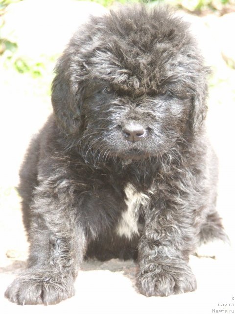 Фото: ньюфаундленд Plushevaya Panda Udivitelnaja Kejt (Плюшевая Панда Удивительная Кейт)