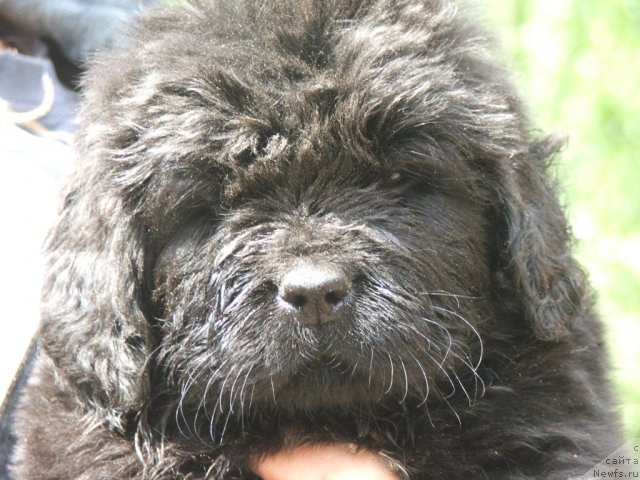 Фото: ньюфаундленд Plushevaya Panda Udivitelnaja Kejt (Плюшевая Панда Удивительная Кейт)