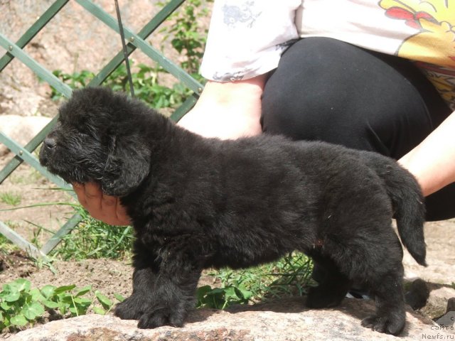 Фото: ньюфаундленд Plushevaya Panda Uilfred (Плюшевая Панда Уилфред)