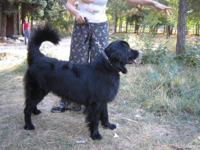 Фото: ньюфаундленд Jenev'ev Garni Ledyen (Женевьев Гарни Ледэн)