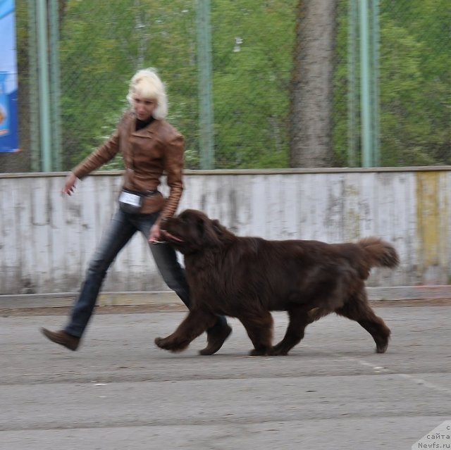 Фото: ньюфаундленд Oktjabrina s Berega Dona (Октябрина с Берега Дона)