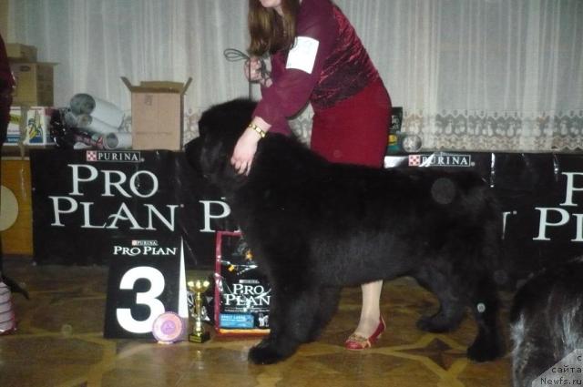 Фото: ньюфаундленд Super Premium Ask Mi From YEksklyuziv (Супер Премиум Аск Ми Фром Эксклюзив)