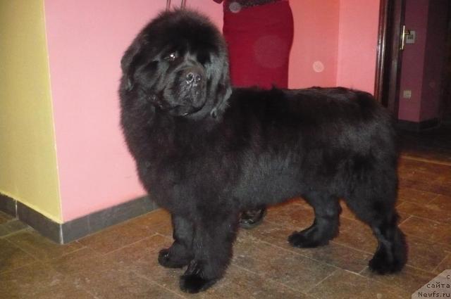 Фото: ньюфаундленд Super Premium Ask Mi From YEksklyuziv (Супер Премиум Аск Ми Фром Эксклюзив)