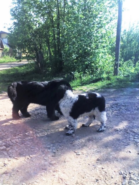 Фото: ньюфаундленд Ih Vyisochestvo Vladlena Madjiks (Их Высочество Владлена Маджикс), ньюфаундленд Super Bizon Ekaterinburg (Супер Бизон Екатеринбург)