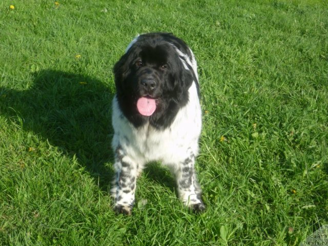 Фотография № 68052