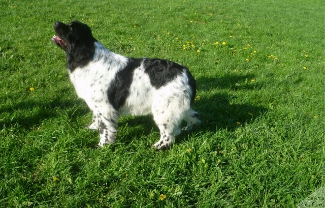 Фото: ньюфаундленд Akvian Song Zippi Panda (Аквиан Сонг Зиппи Панда)