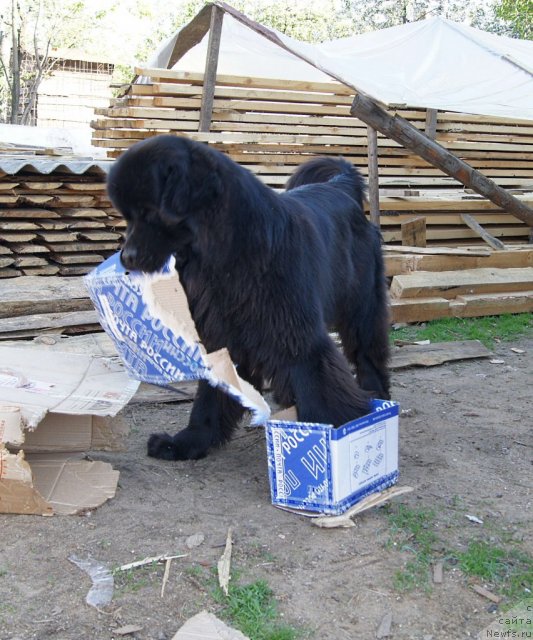 Фото: ньюфаундленд Sent Djons Ulrika (Сент Джонс Ульрика)