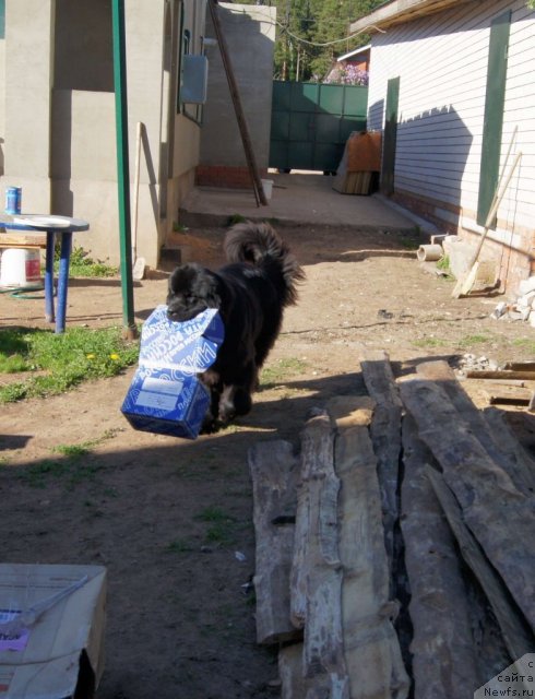 Фото: ньюфаундленд Sent Djons Ulrika (Сент Джонс Ульрика)