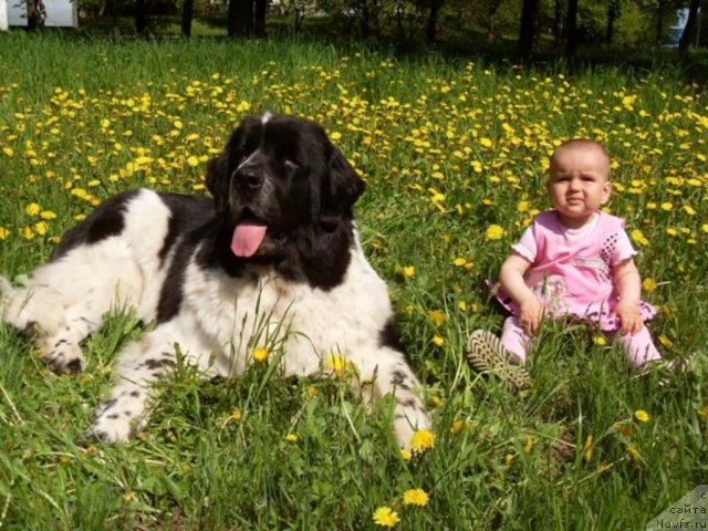 Фото: ньюфаундленд Aleze Beautiful Princess Aqua Pearl