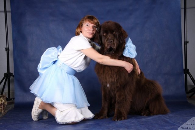 Фото: [p585]., ньюфаундленд Fann'yuf Gloriya Dey (Фанньюф Глория Дей)