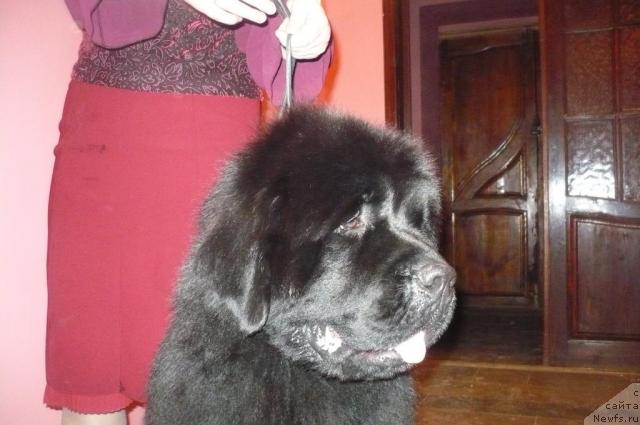 Фото: ньюфаундленд Super Premium Ask Mi From YEksklyuziv (Супер Премиум Аск Ми Фром Эксклюзив)