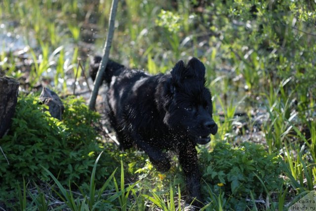 Фото: ньюфаундленд Smigar Vasabi Boy (Смигар Васаби Бой)