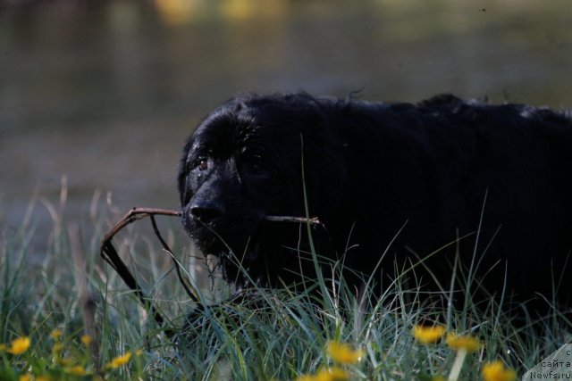 Фото: ньюфаундленд Smigar Vasabi Boy (Смигар Васаби Бой)