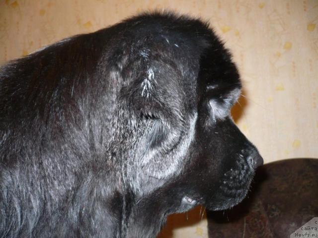 Фото: ньюфаундленд Otrada Moya ot Sibirskogo Medvedya (Отрада Моя от Сибирского Медведя)