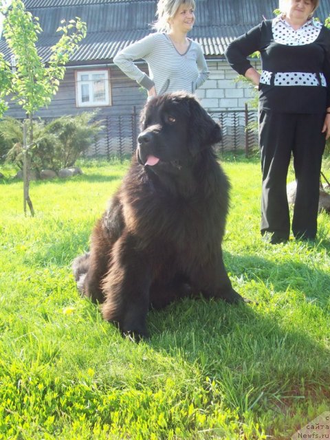 Фото: ньюфаундленд CHudnaya Krasavica (Чудная Красавица)