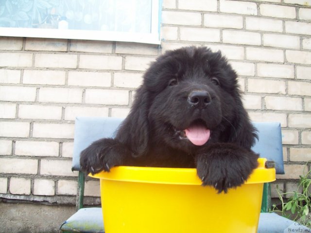 Фото: ньюфаундленд Zadushevnyiy Drug (Задушевный Друг)